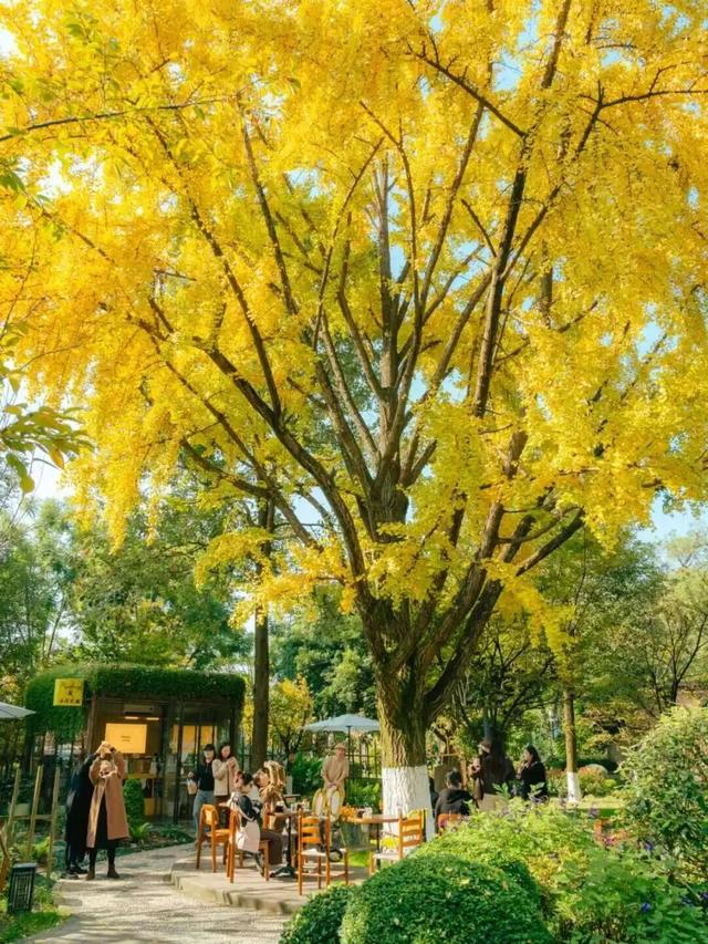 顶流预警！青羊银杏观叶指南来了