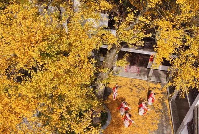 “暴力黄”全开！汨罗江雾、水垅村银杏……惊艳登场