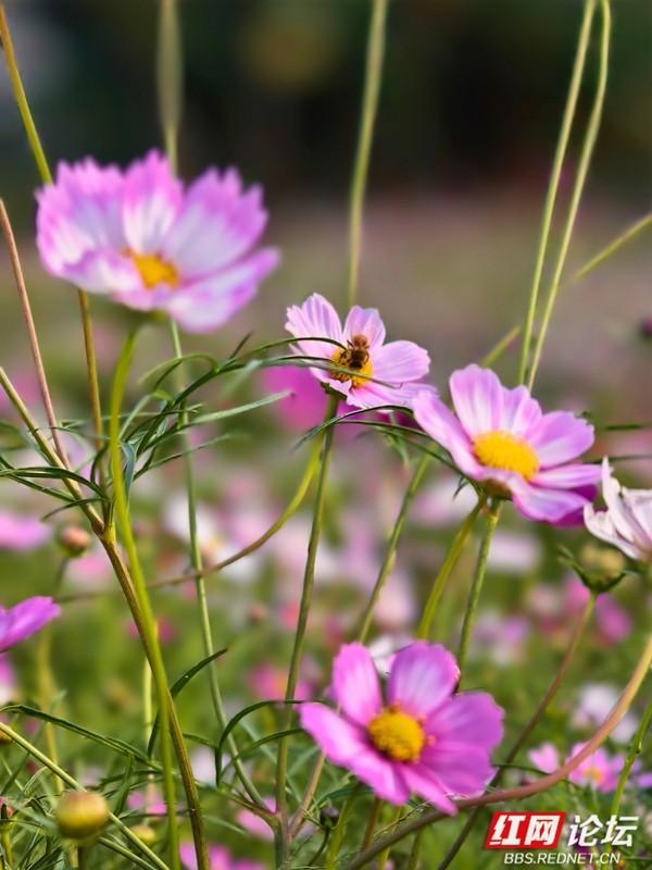 秋游时刻丨波斯菊盛放，安乡书院洲湿地织就花海浪漫