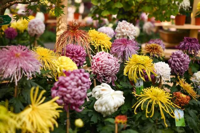 坐地铁，打卡武汉第42届金秋菊展