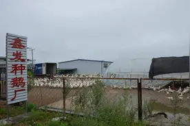 乡村行 看振兴丨黑龙江汤原白鹅产业链唱响致富“向天歌”图片