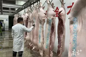 惠来官方兽医让放心猪肉走向餐桌图片