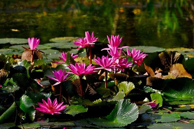 海南三亚：冬季莲花令人赏心悦目