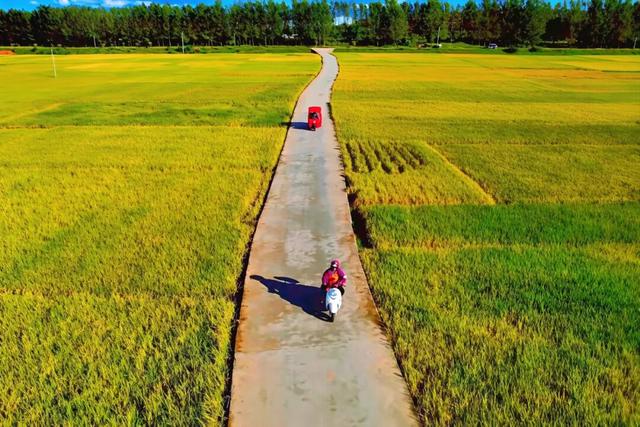 朱提文苑 | 深秋桃源坝 稻香悟初心