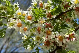 “状元树”文冠果，北京这些地方能赏图片