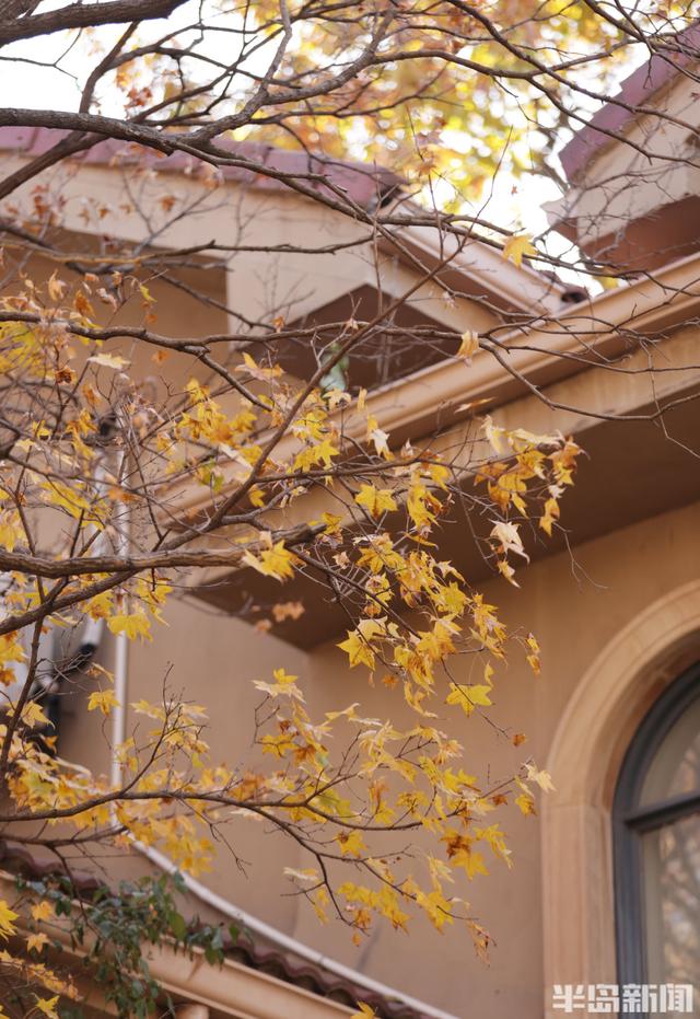 八大关枫叶抓紧看