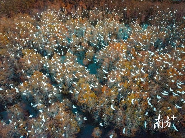 以水“润”城！顺德带来最动人的“水幸福”