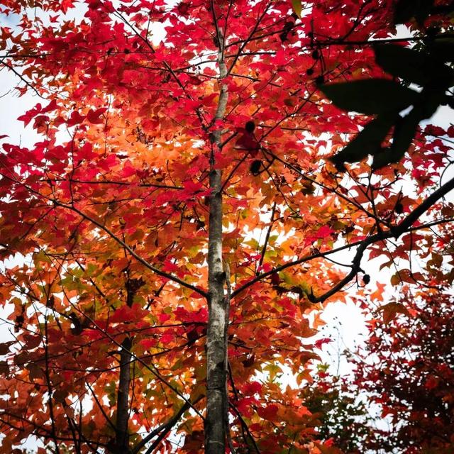 去有“枫”的地方，团风大崎山“枫”景正好！