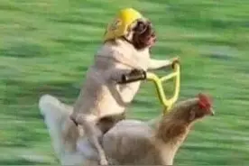 极限通勤！上班一趟2000元，耗时5小时！网友：这班非上不可么图片