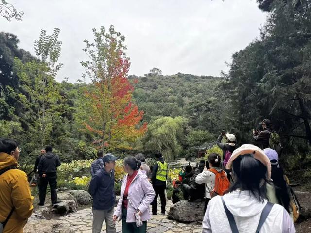 赏红“顶流”又红了！香山公园赏秋全攻略