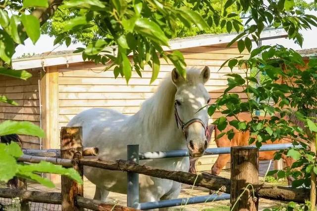 马年寻马趣！盘点崇明3家宝藏骑马场