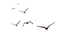亭、台、楼、阁、轩、榭、廊、舫、府、宫、殿、寺……一文说明白不同中国建筑的叫法图片