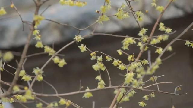 “Mei，我在连云港想开了！”