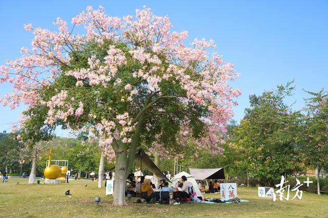 云浮冬日藏“春天”