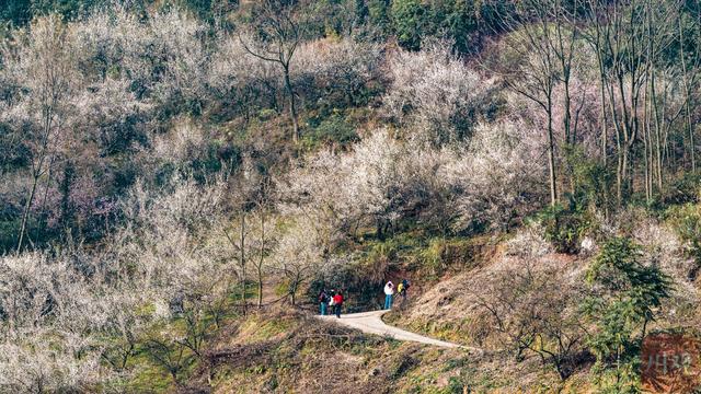 C视觉︱速来 大邑雁鹅村3000亩青梅花海已上线