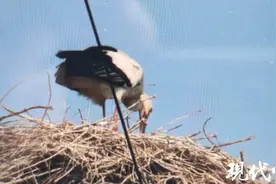 东方白鹳被无人机绞断双腿，央视曝光摄影爱好者滥用无人机拍摄鸟类图片