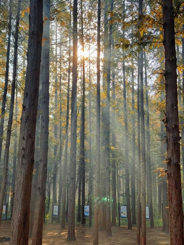 这片焦糖色的“童话森林”，美得藏不住了！