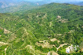 东源“康禾茶”成功注册为国家地理标志证明商标图片