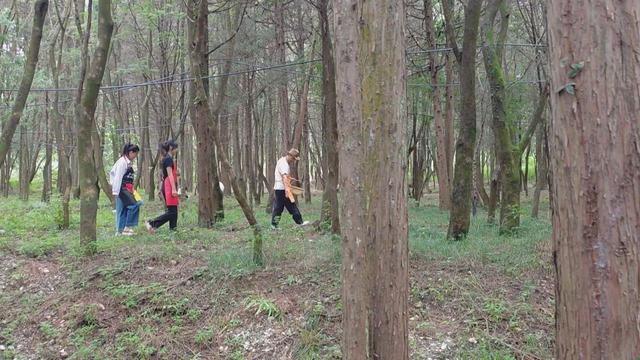 大理蝴蝶泉景区积极打造“采菌游”基地