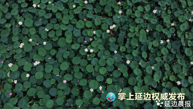 浪漫夏日，为“荷”到延边！赏荷地图来了~