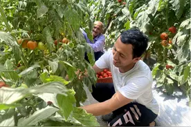 英吉沙县城关乡：西红柿迎丰收 群众增收乐开怀图片