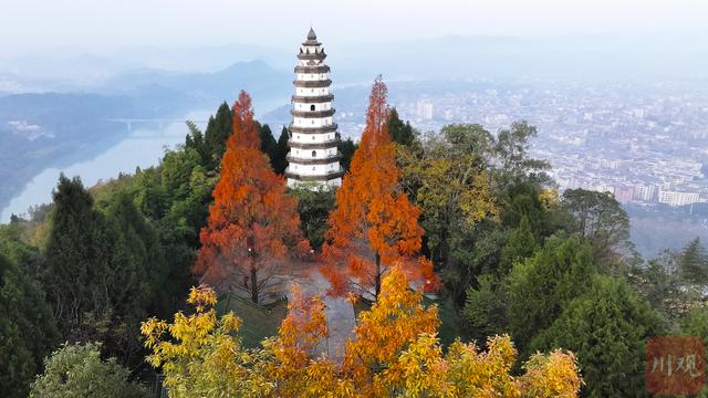 C视觉丨藏不住了 阆中冬日绝美日出，白塔、水杉、晨雾同框 画面太治愈