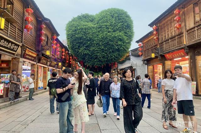 一棵树冠一座城：行人不知暑  万古长清风
