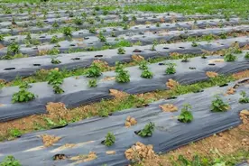闲置地变身种植基地，藿香种植带来好“钱”景图片