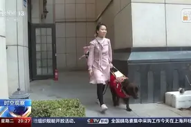 探秘“汪汪岗前培训”，合格导盲犬为何稀缺？图片