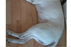 广州疑遭毒死宠物狗的主人：爱犬未在外进食，多次呕吐变狂躁图片