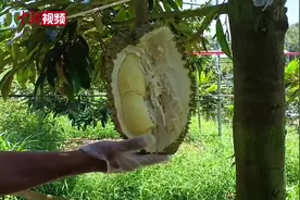 三亚“树上熟”榴莲有哪些特点？业内人士称“一黄、二白、三不沾”图片