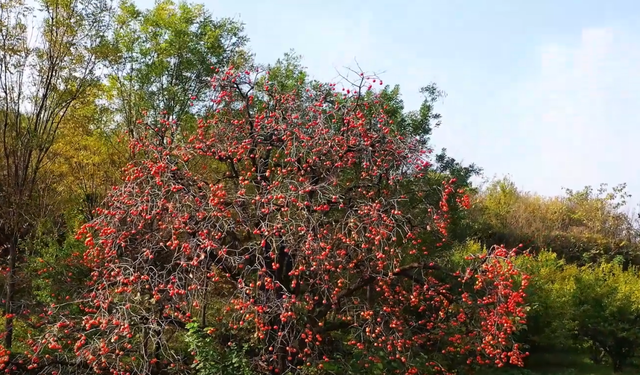 逃离城市！在山野里邂逅最鲜活的色彩盛宴→