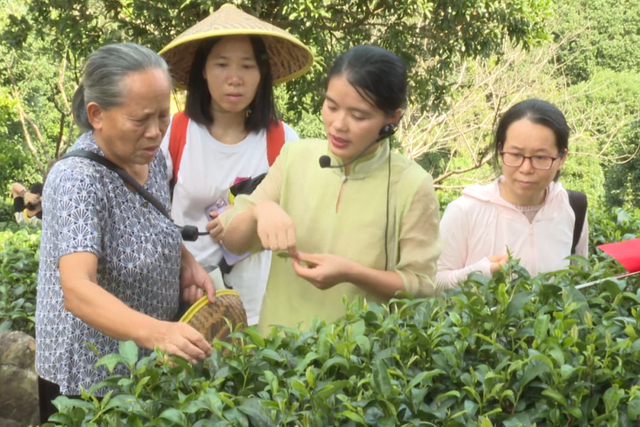 到昭平来一场秋日限定的茶山邂逅吧！