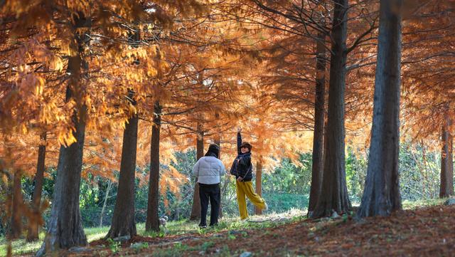 米市渡松南郊野公园秋色美如画