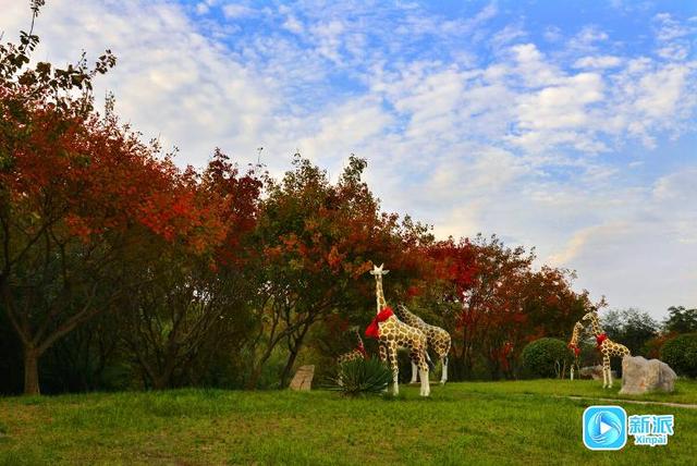 在潍坊汶河岸边，来一场最美的遇见！