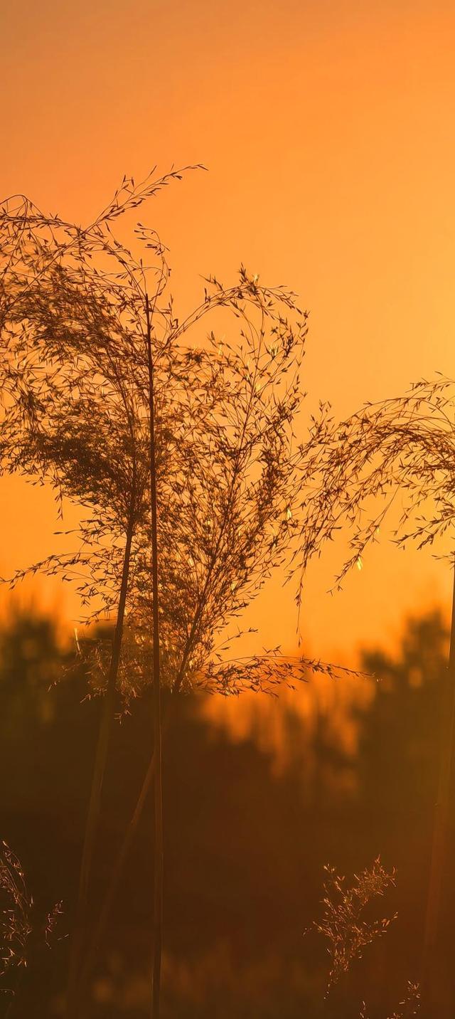 夕阳如画点缀京城！点击收藏腊八节里的冬日美景