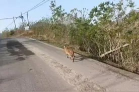 石家庄惊现野生豹子？当地野生动物救助站：是薮猫图片