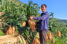 美好生活在云南｜保山隆阳：好果不怕晚，晚熟芒果让甜蜜继续图片