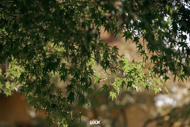 上海最美不过愚园路