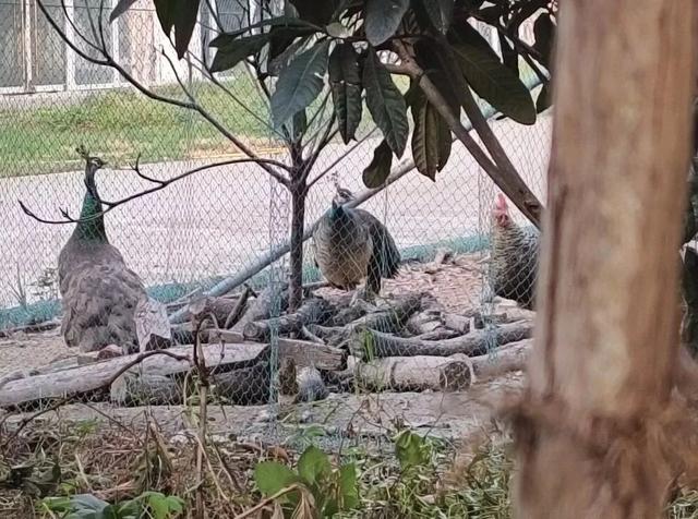 北大医药董事长徐晰人被抓！1元入主后进行“人事大清洗”，“优化”待岗员工，内部人士：集团资产被其处置，巨额资金去向不明