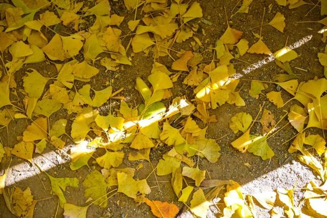 现存数量最多！赏银杏就来珠峰村