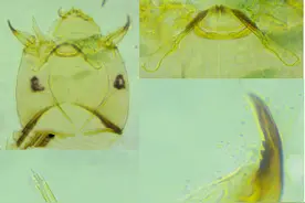 上海发现神秘生物！中国从未记录！会咬人吗？官方回应！图片