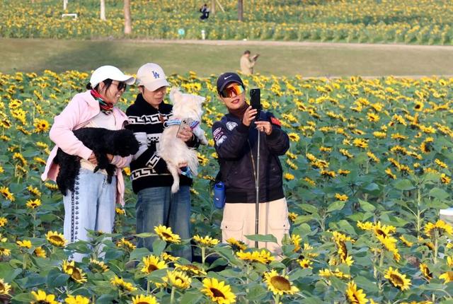 又要火了！南通这片花海，太出片了！赶紧去打卡