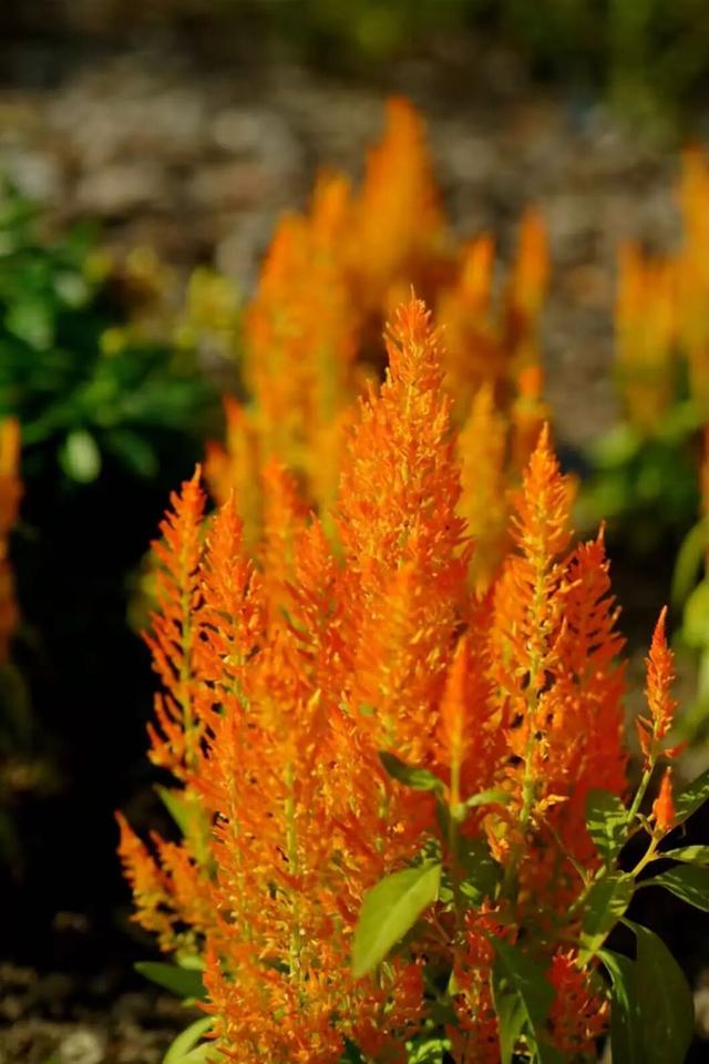 松江秋景开挂！5个宝藏地的红黄皮肤，限时上线！