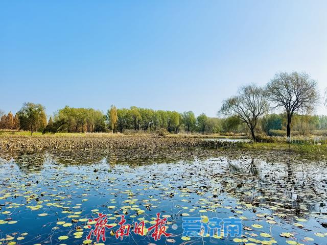 一年四季 泉在济南丨济溪湿地秋意浓：水鸟翩跹戏碧波，生态画卷入眼来