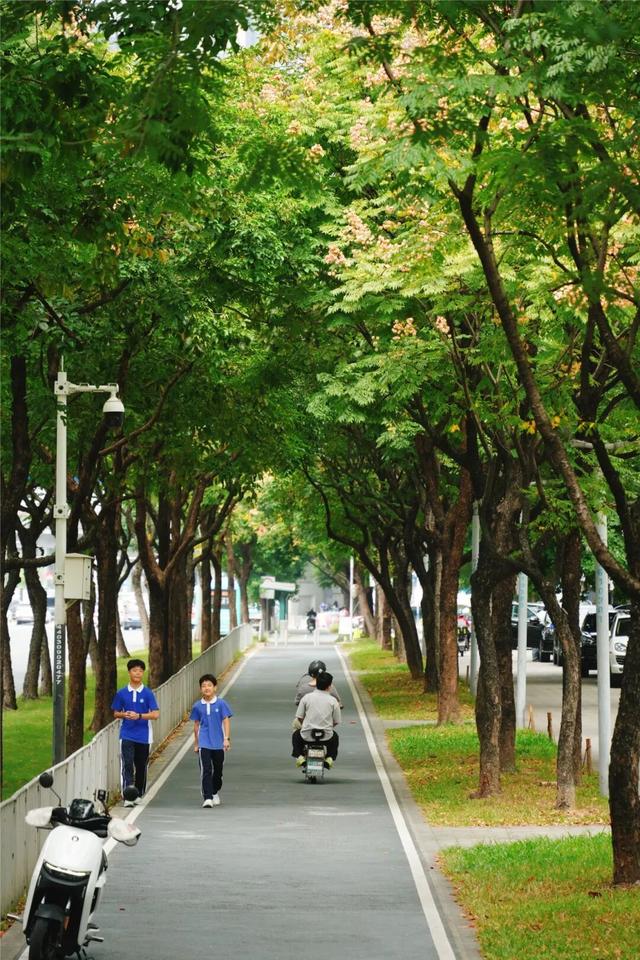 龙华，花海“大爆发”