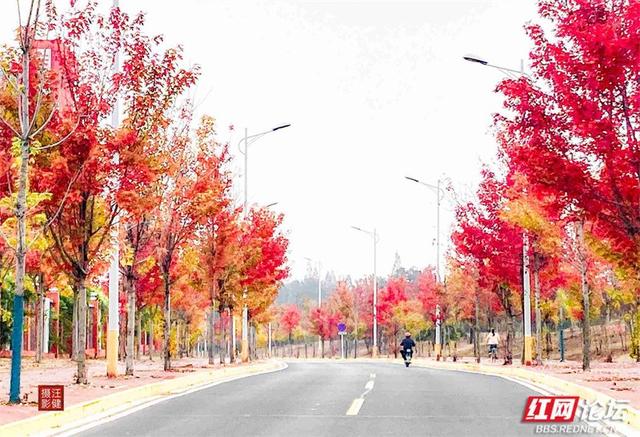 秋游时刻丨这条“双洲西路”，才是安乡秋天真正的颜值担当