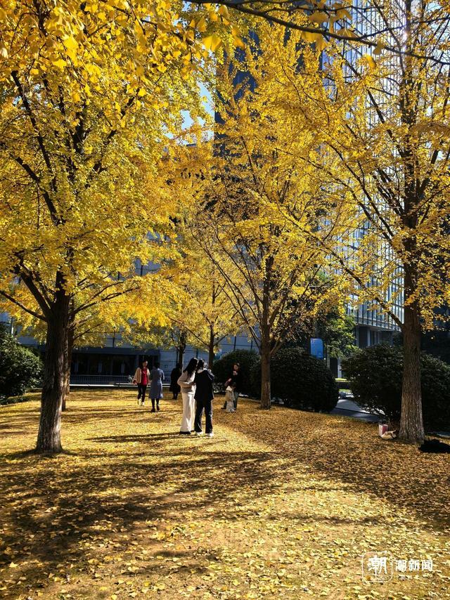 限定金色浪漫！杭州这处新晋银杏打卡点火了，坐标市民中心