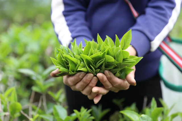 暴走茶花谷、探秘古村落，来肇庆德庆来一场夏日旅行！