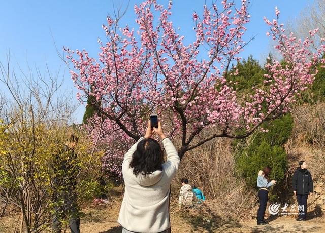 踏青赏春正当时 泰山梅园春意正浓
